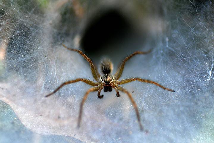 Оплетенная паутиной. паутина паука: как плетёт, где она образуется, откуда выходит, роль паутины в жизни паука? из чего состоит и где образуется