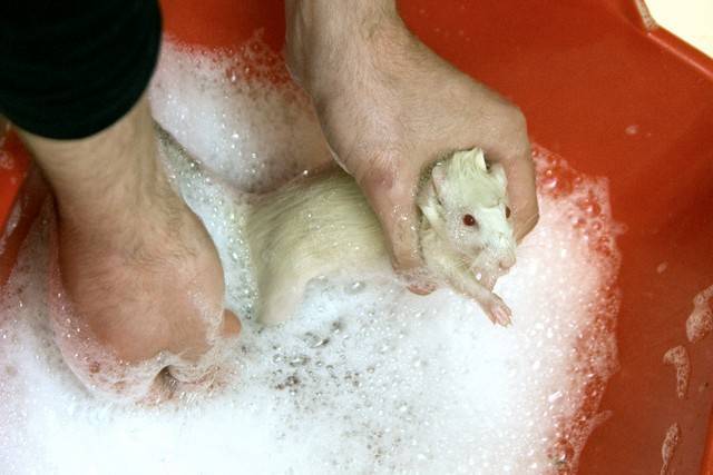 Гигиена. крысы