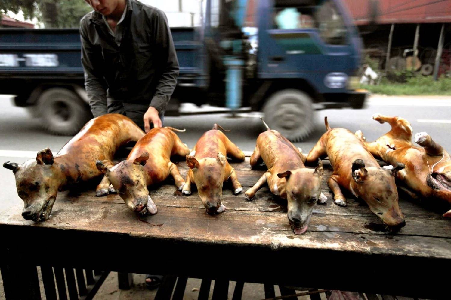 Китайцы едят собак: почему и правда ли это