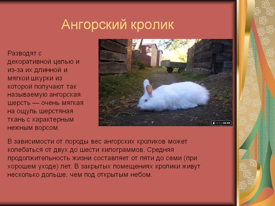 Ангорский карликовый кролик: фото, видео, содержание, особенности, отзывы владельцев | сайт о домашних животных