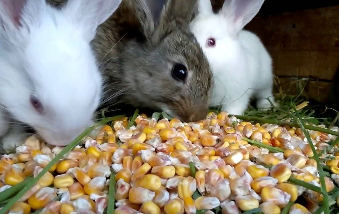 Можно ли кроликов сушить феном