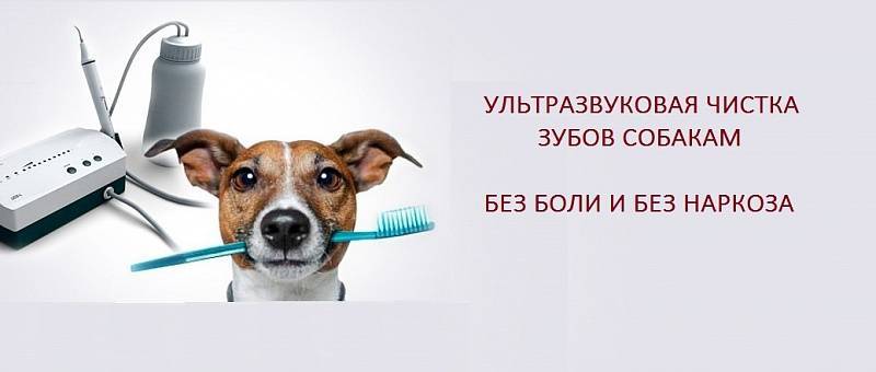Чистка зубов собаке ультразвуком