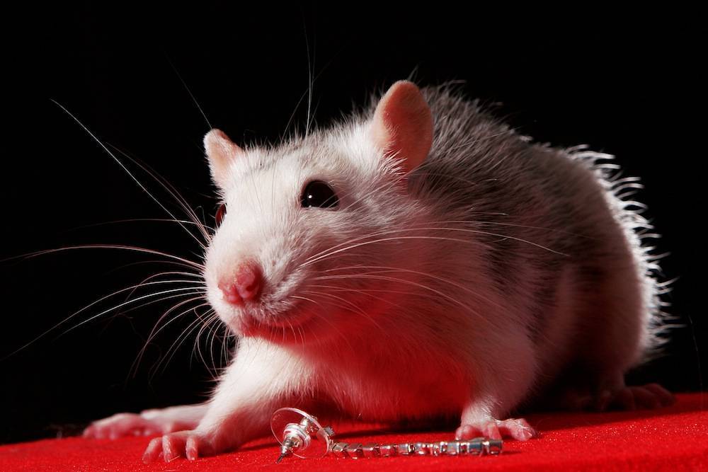 Могут ли крысы атаковать спящих людей?