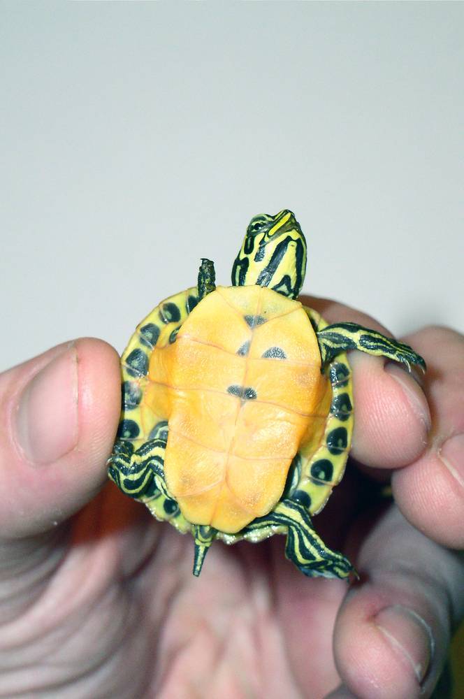 Как отличить черепаху мальчика. Пол красноухой черепахи. Самка красноухой черепахи. Красноухая черепаха определить пол. Красноухая черепаха самец.