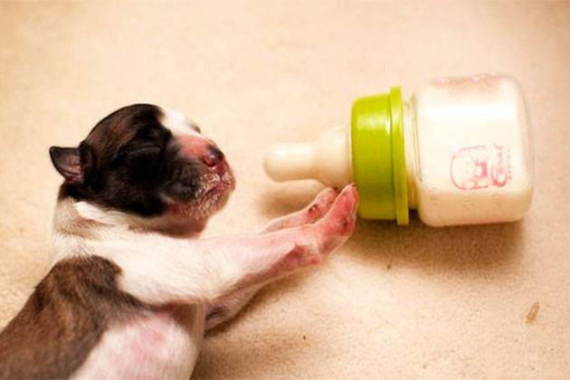 Как выкормить новорожденных щенков без матери? чем кормить новорожденных щенков без матери: список смесей