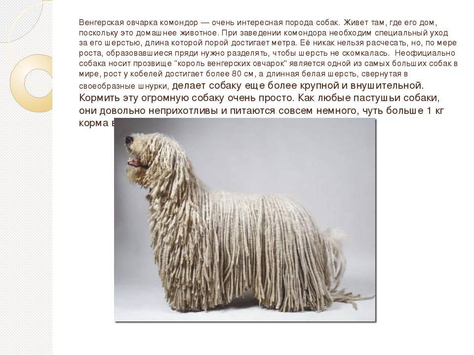 Комондор (венгерская овчарка) описание породы собак, характеристики, внешний вид, история