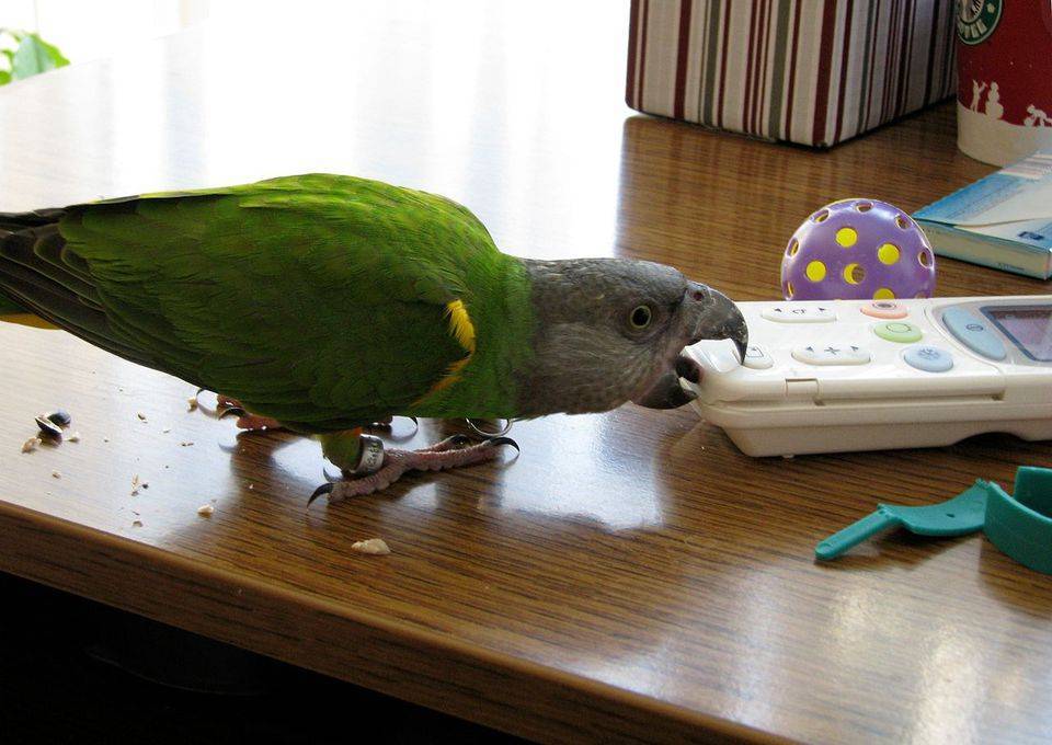 Как приручить попугая: основные способы приручения