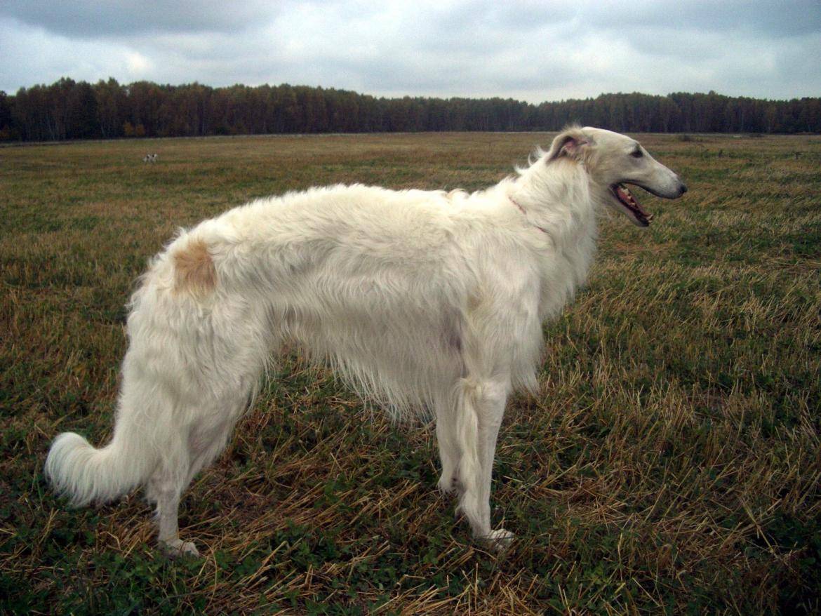 Русская псовая борзая — фото, описание породы собак, особенности
