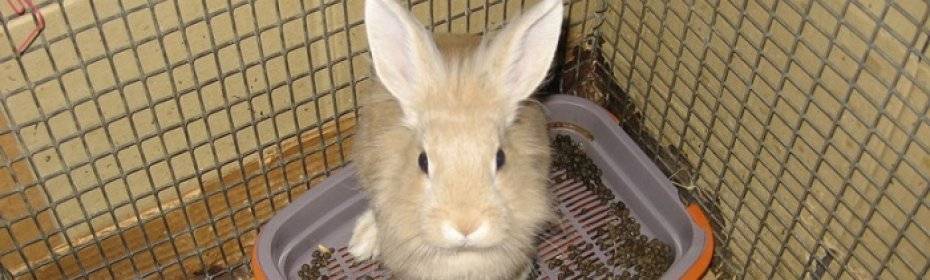 Понос у кроликов: причина и лечение, что делать в домашних условиях