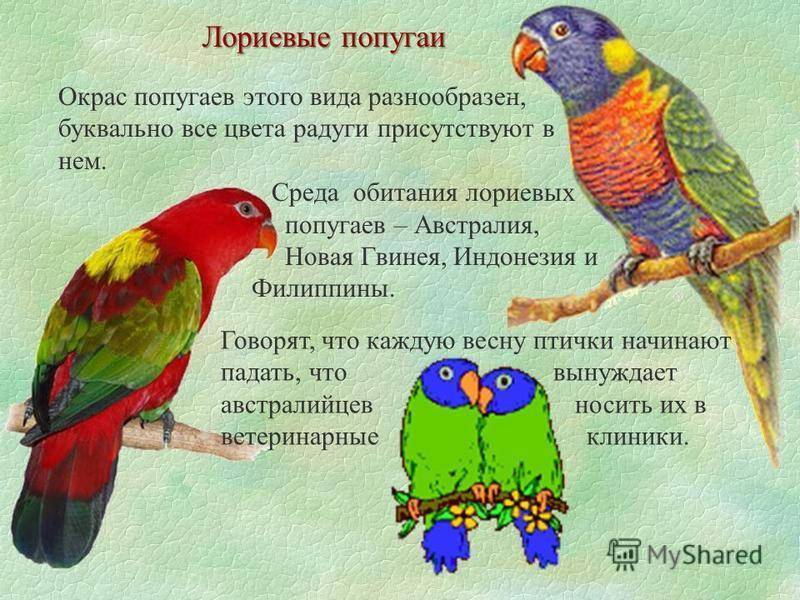 Описание разновидностей попугаев ара