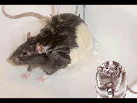 Как мыть крыс в домашних условиях: необходимые принадлежности, пошаговая инструкция