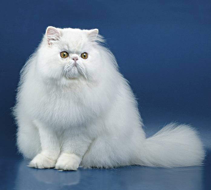 Персидские кошки: характер, уход, продолжительность жизни | сайт о домашних животных
