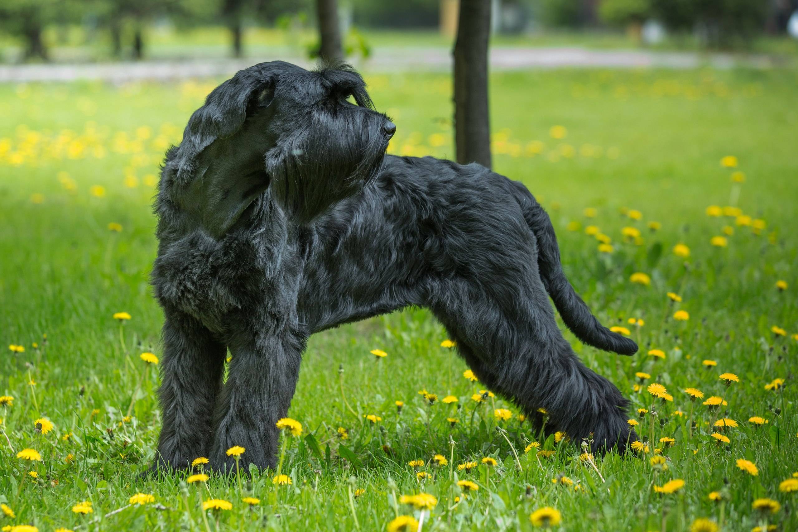 Ризеншнауцер: большой обзор породы и советы по выбору щенка (+ фото) | ваши питомцы