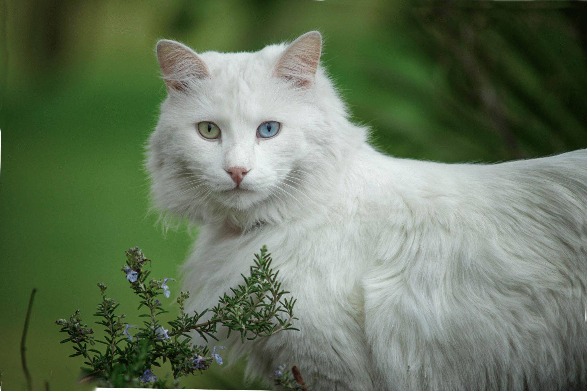 Белая кошка белый кот. Турецкая ангора кошка. Турецкая ангорская кошка. Ангорская кошка турецкая ангора. Кошка турецкая ангора белая.