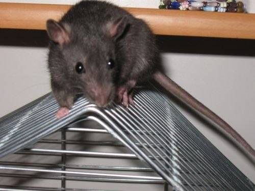 Дрессировка домашней крысы
