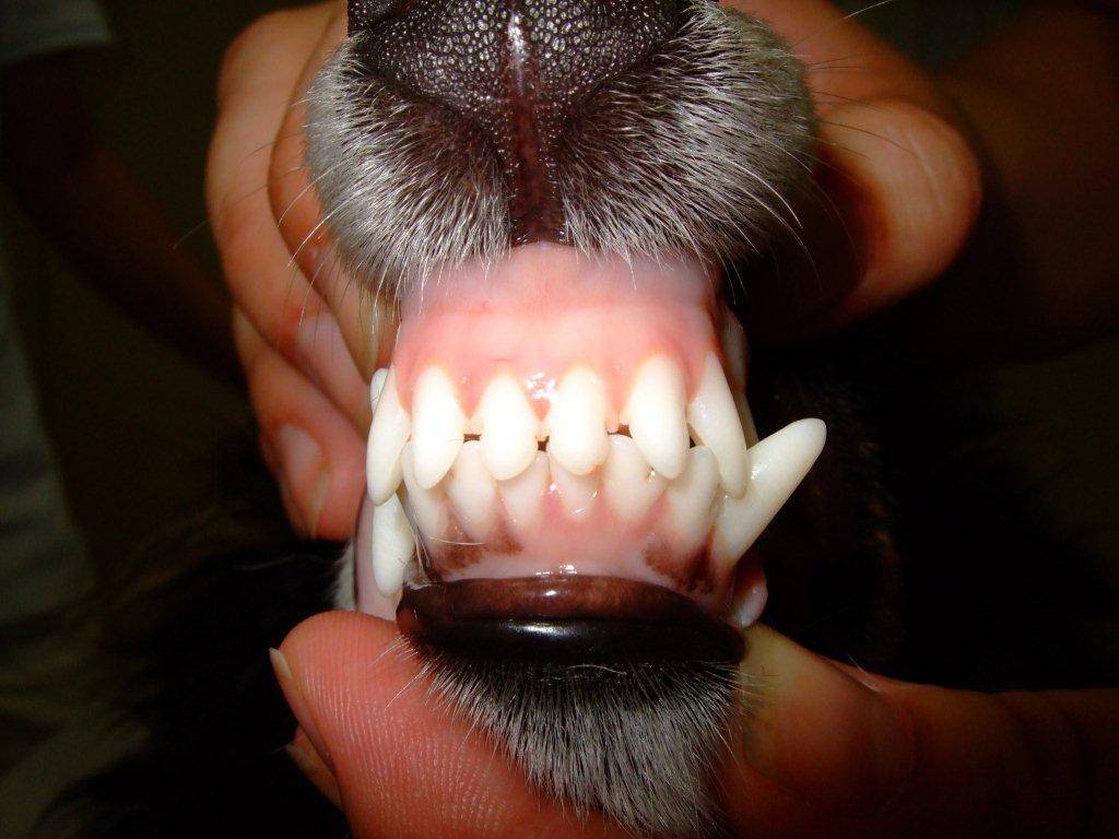 Сколько зубов у собаки?