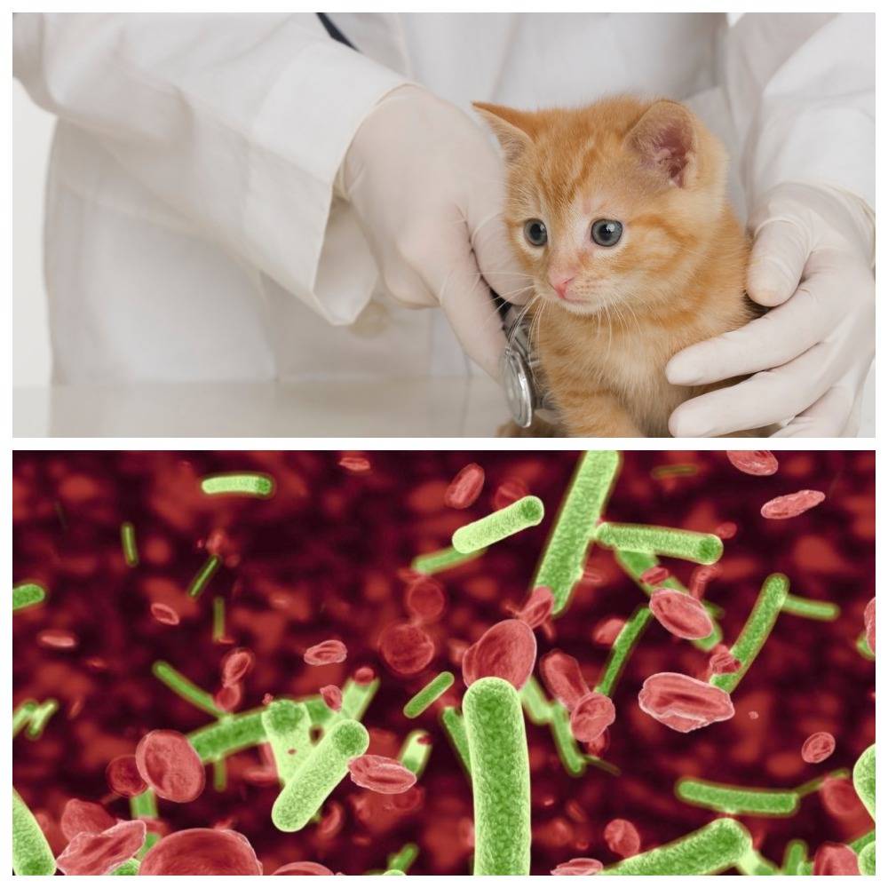 Лейкоз у кошек: симптомы, пути заражения и лечение вирусной лейкемии