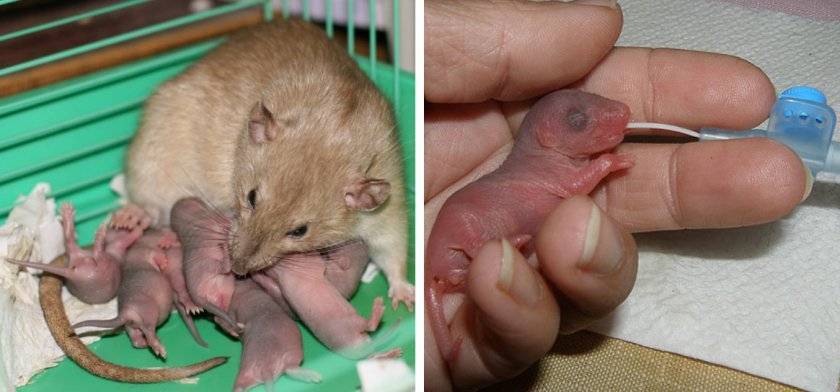 Новорожденные крысята: этапы развития и правила ухода