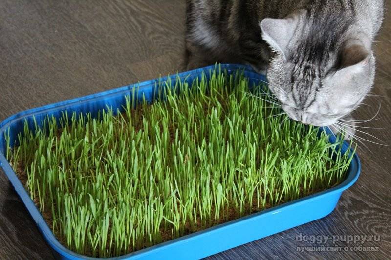 Комнатные растения и травы, которые можно выращивать для кошек, перечень с описаниями