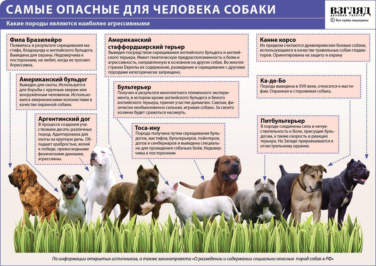 Булли презентация помета