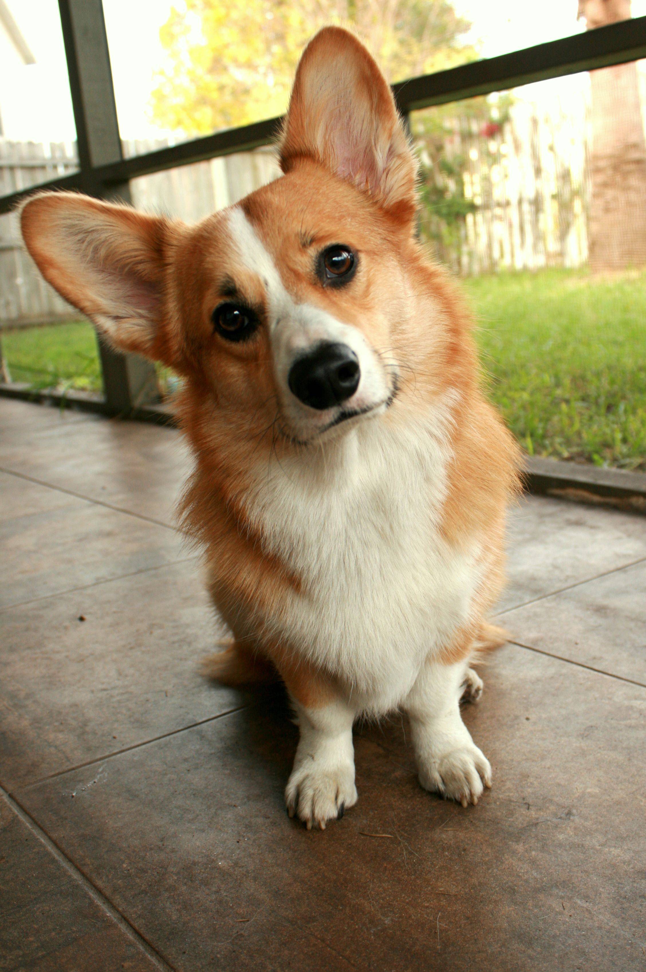 Обзор красивых пород собак с коротенькими лапками и огромными ушами