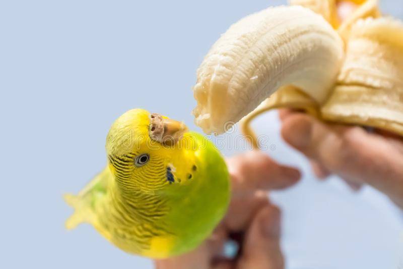 Можно ли давать попугаям есть клубнику