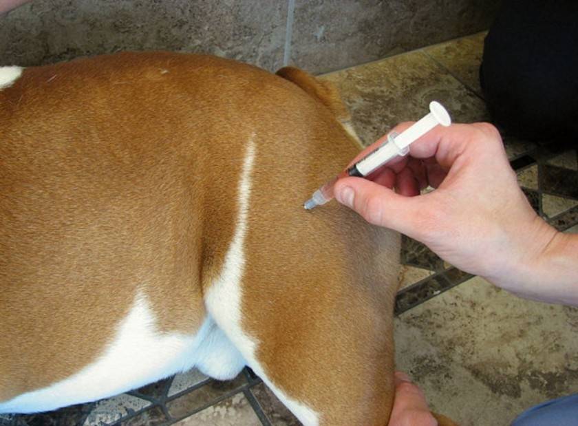 Как сделать укол собаке – подкожно или внутримышечно: в бедро или в холку