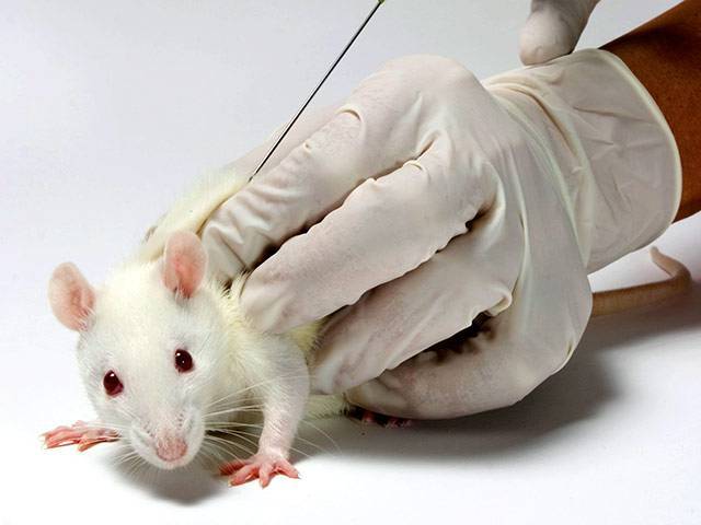 Пневмония у домашних крыс