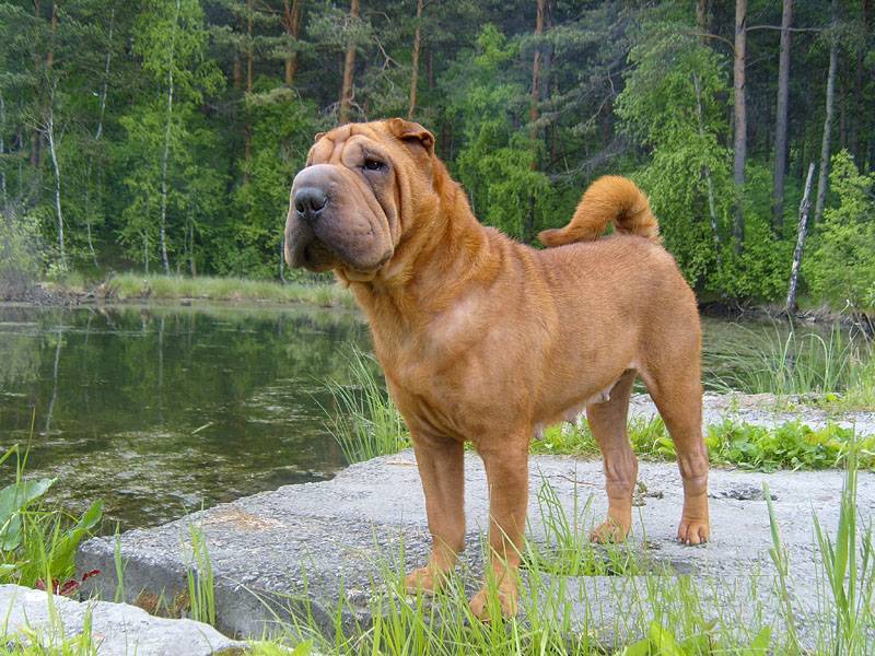 ᐉ американский шарпей описание породы - zoomanji.ru
