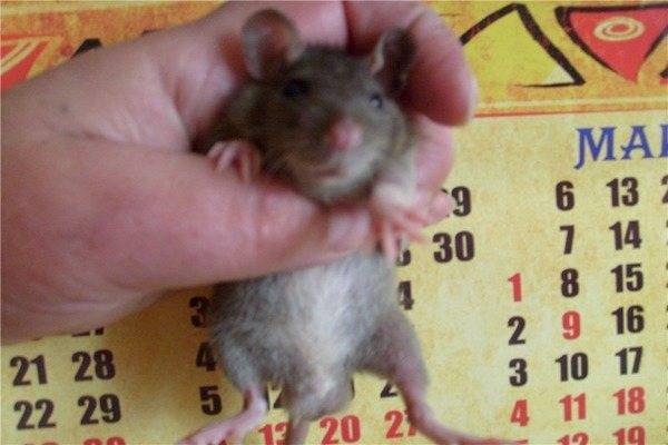 Вес и размер крысы от маленькой до взрослой - таблица по возрасту