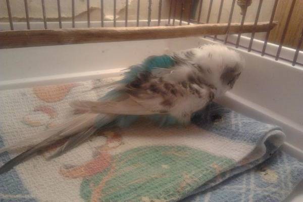 Причины смерти волнистых попугаев в домашних условиях