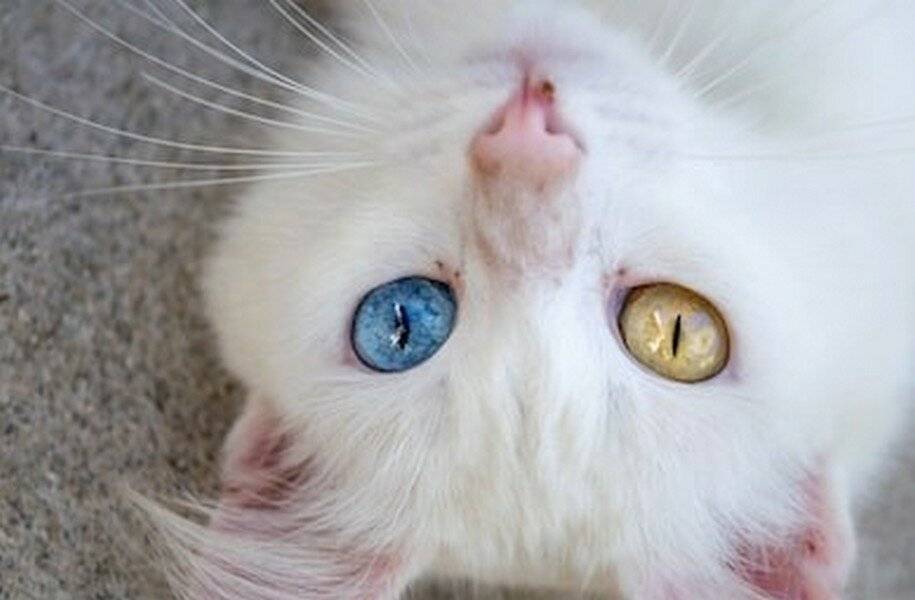 Возраст, когда у котят меняется цвет глаз