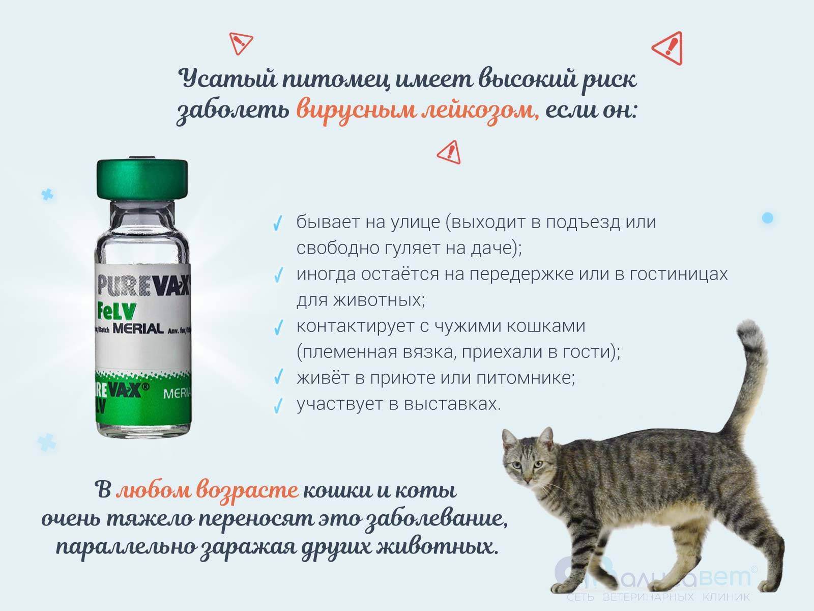 Лейкемия кошек » станция по борьбе с болезнями животных