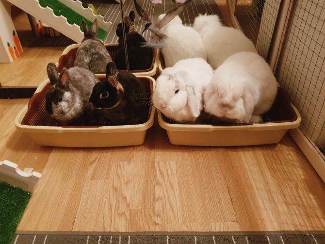 Декоративный кролик: уход и содержание в домашних условиях