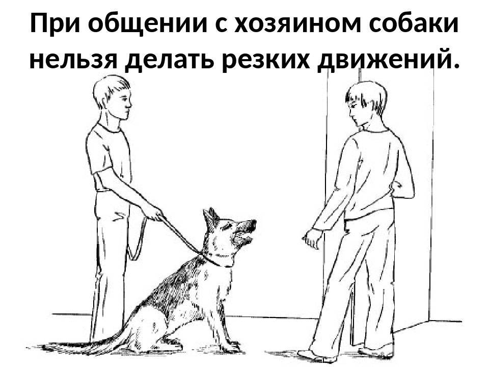 ᐉ что делать, если кошка боится людей? - ➡ motildazoo.ru