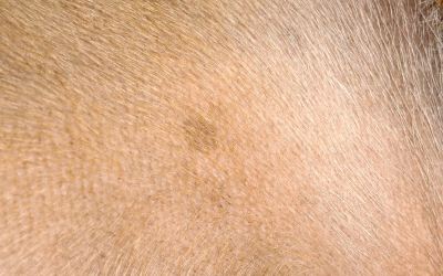 Черные пятна на коже у собаки: что это такое