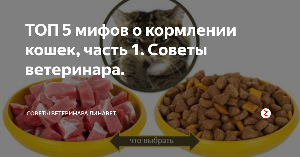 Какой корм по мнению ветеринаров самый лучший для кошек - kotiko.ru