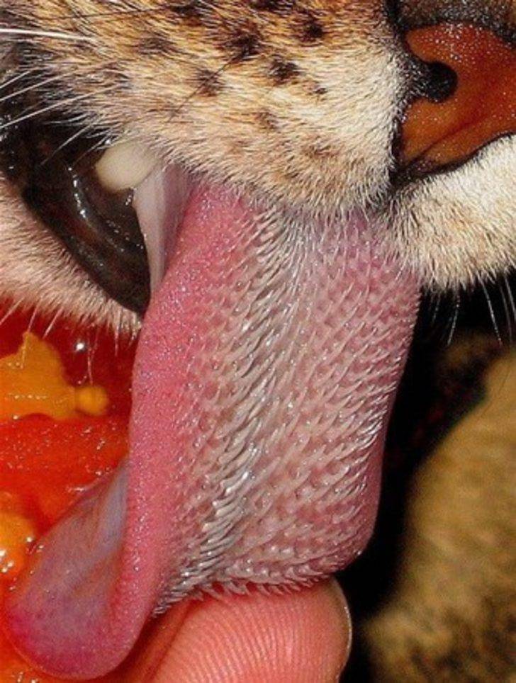 Почему у кошек шершавый язык | для чего котам острый язык