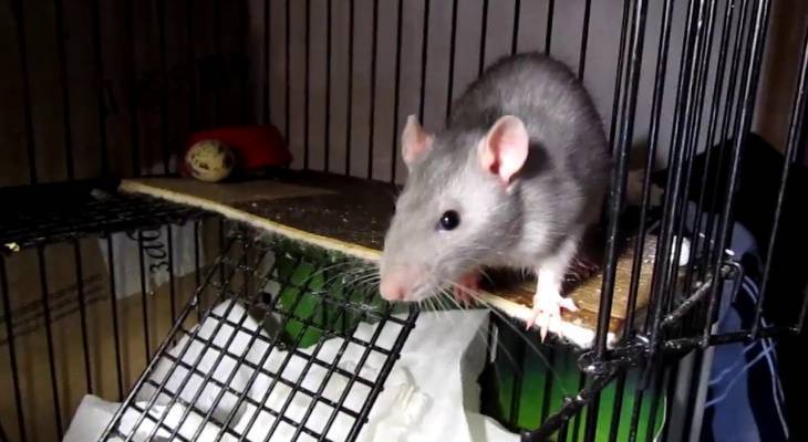 Стоит ли заводить домашнюю крысу: плюсы и минусы