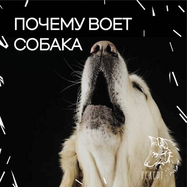 Топ 9 причин почему собака лает на хозяина
