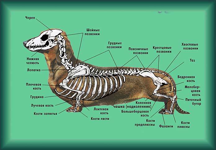 Строение скелета собаки: челюсти, корпуса, конечностей и хвоста