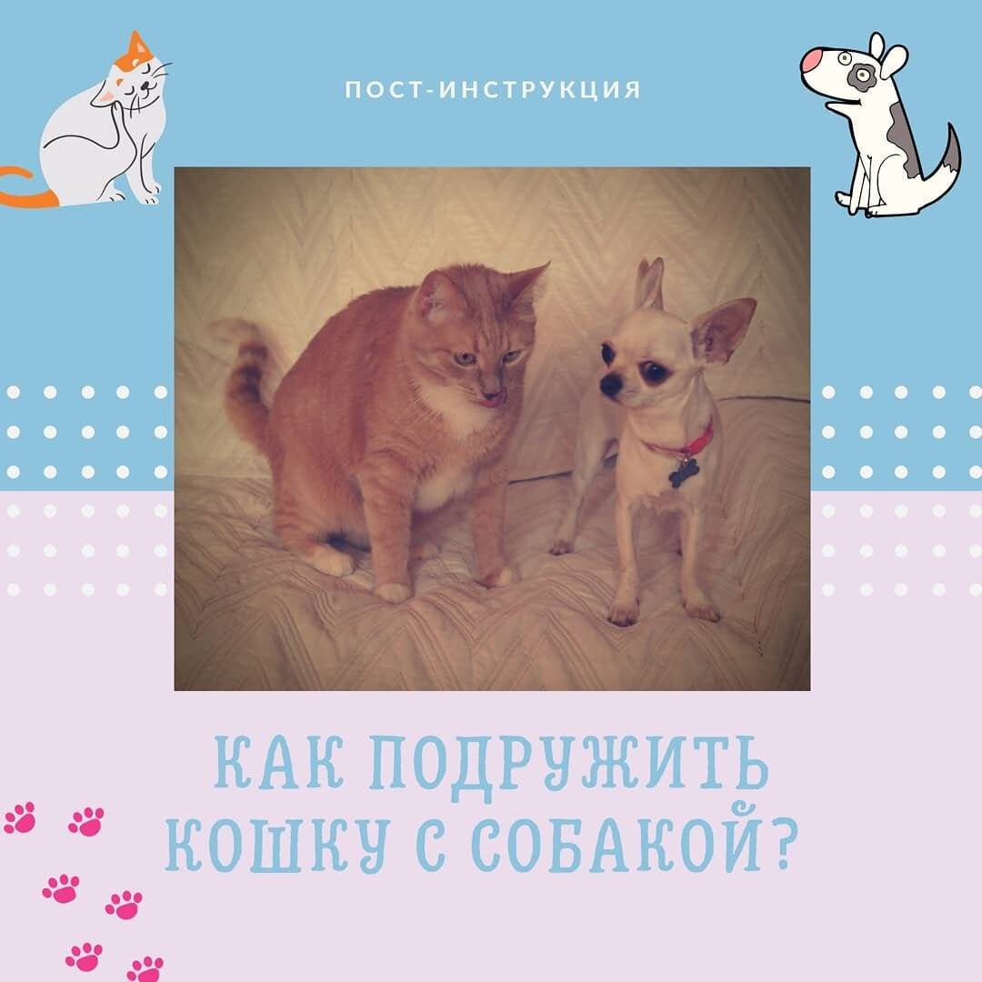 Как подружить взрослую кошку с котенком - основные привила