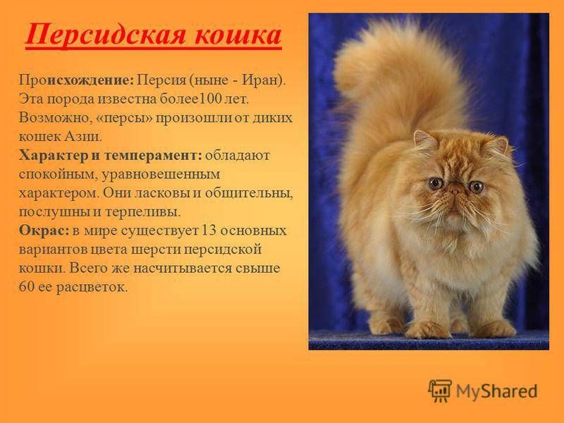 Сколько живут персидские кошки?