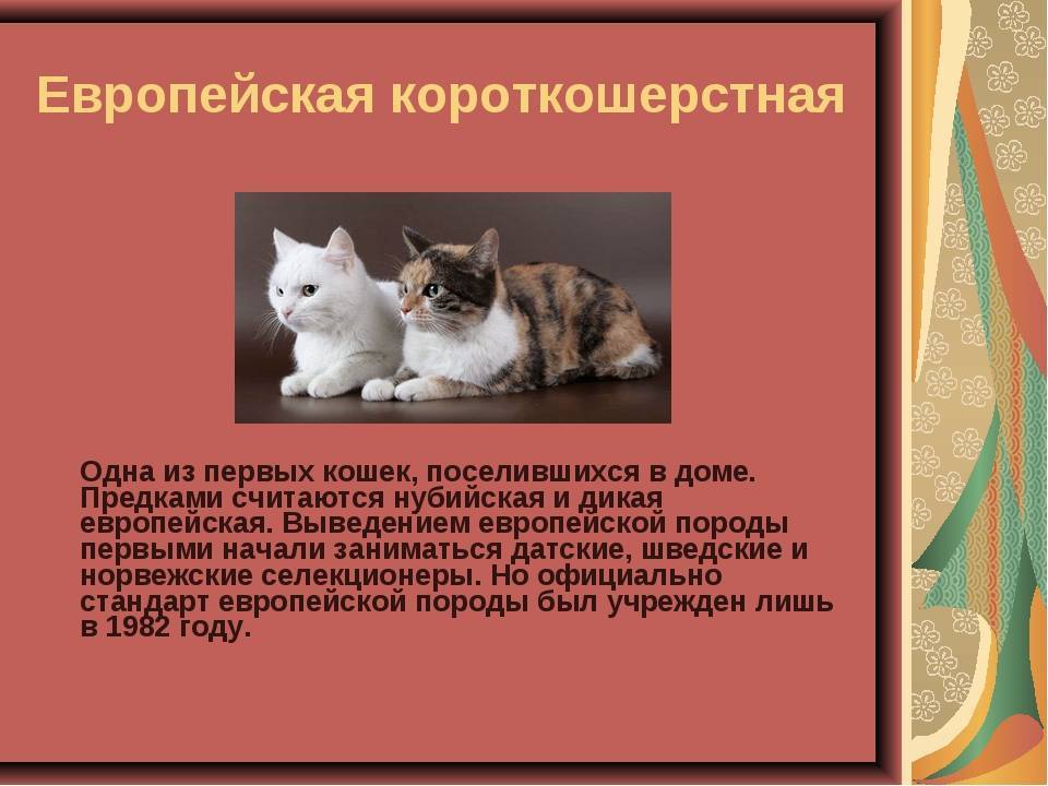 Невская маскарадная кошка - характер, уход, питание и болезни породы