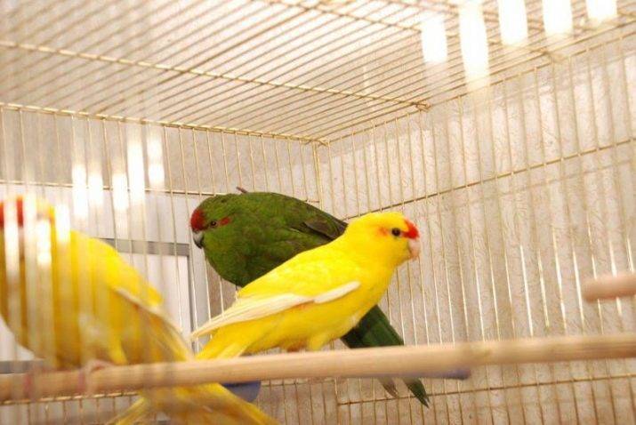 Какарик новозеландский попугай ? фото, отзывы владельцев, умеют ли разговаривать, цена, уход и содержание, размножение, сколько живут какарики