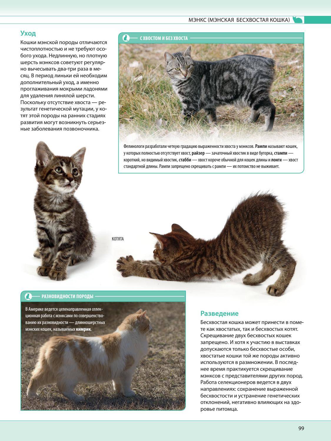 Кошки породы нибелунг: описание, содержание, уход