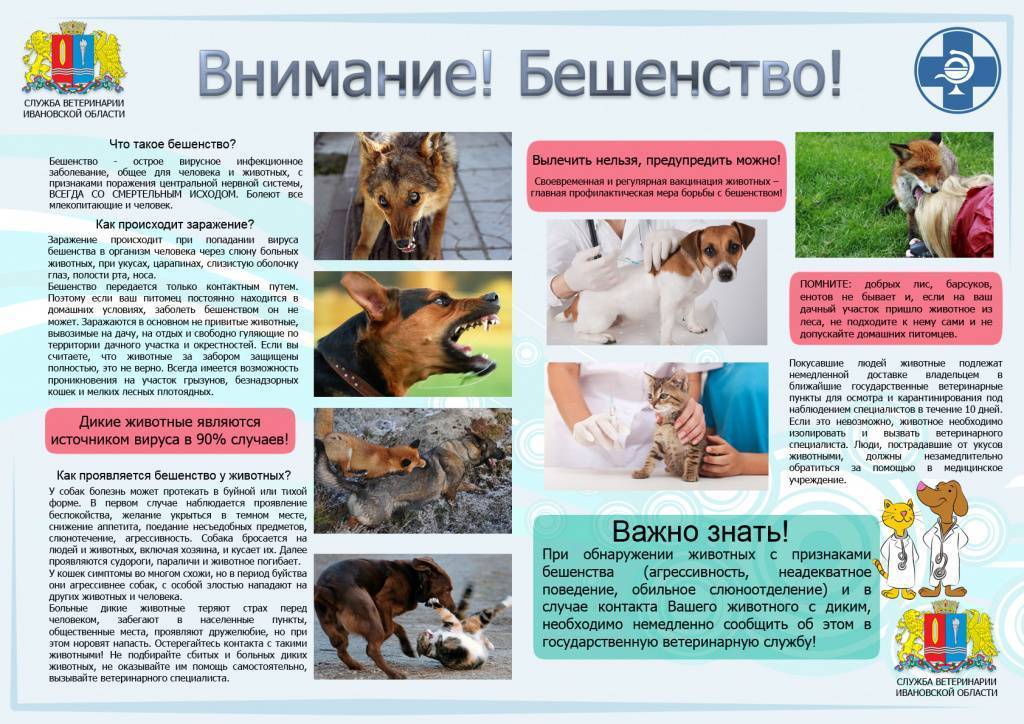 Чем можно заразиться от животных? – напоправку