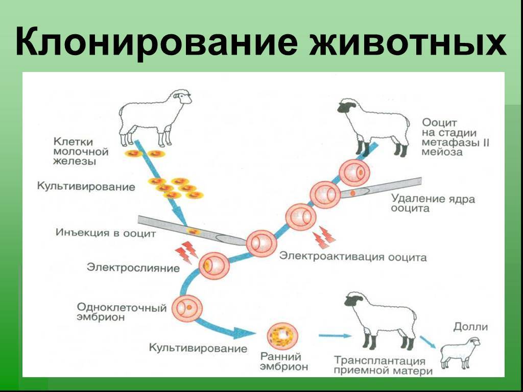 Клонирование животных картинки для презентации