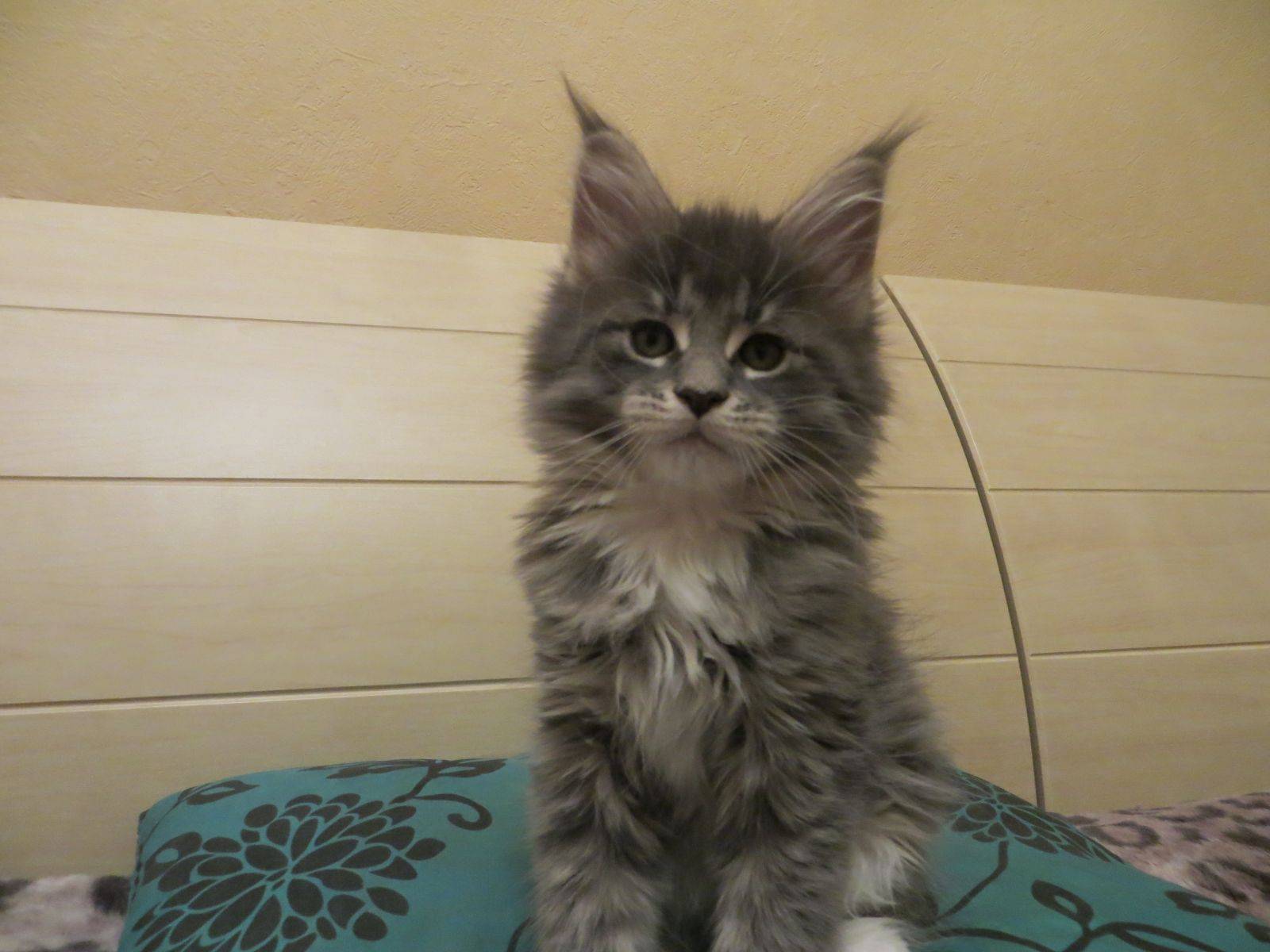 Мейн-куны, по сравнению с которыми ваша кошка будет выглядеть крошечной 31 фото – 1st-finstep.ru
