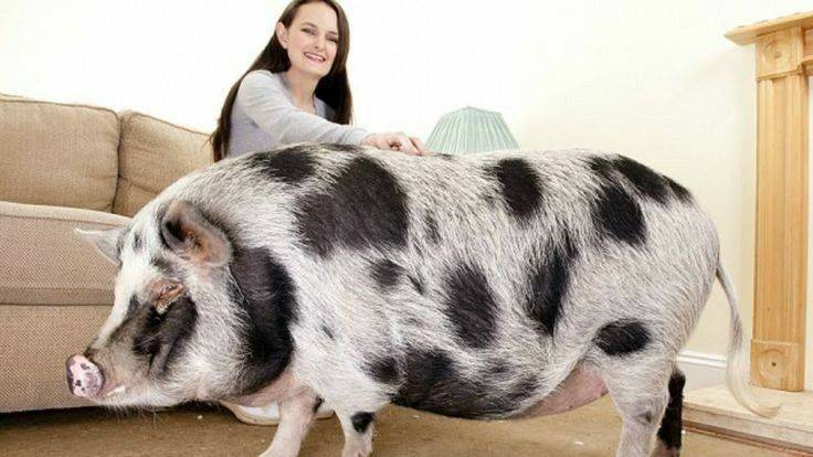 Карликовые свиньи мини-пиги и микро-пиги: содержание и уход, особенности характера и вес, как ухаживать